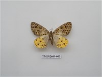 藏品(尺蛾124)的圖片